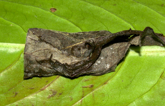 Fig.10. Capullo de <i>Perigea agnonia</i>. Mide 40mm de longitud. Voucher : 19-SRNP-30127-DHJ749076.jpg.