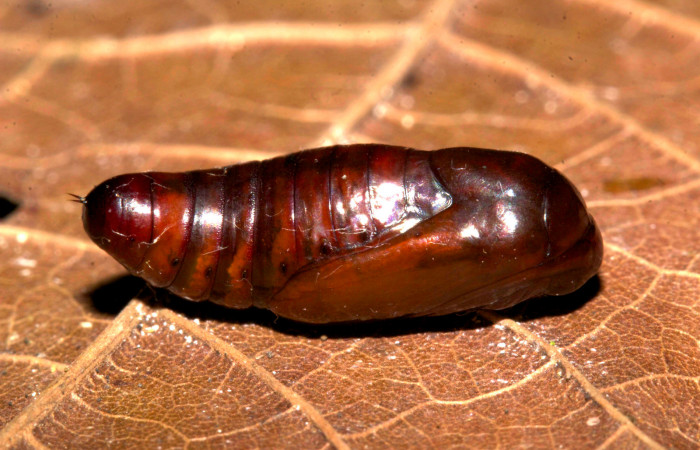 Fig.11. Pupa de <i>Perigea agnonia</i>. Mide 15mm de longitud. Voucher : 19-SRNP-30127-DHJ749077.jpg.