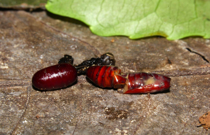 Fig.12. Mostrando resto pupa con parásito de la familia (Tachinidae), pupa mide 15mm de longitud, en <i>Perigea agnonia</i>.  Voucher : 19-SRNP-31354-DHJ766200.jpg.