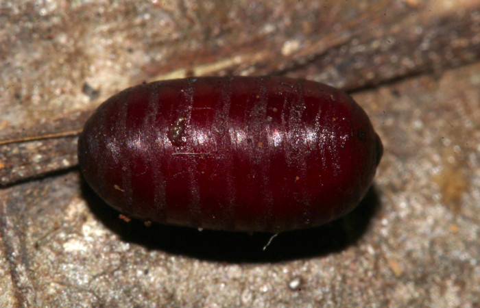 Fig.13. Pupario parásito de la familia (Tachinidae), mide 8mm de longitud, en <i>Perigea agnonia</i>. Voucher : 19-SRNP-31354-DHJ766203.jpg.