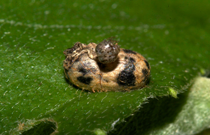 Fig.14. Capullo del parásito de la familia (Ichneumonidae), mide 11mm de longitud. en <i>Perigea agnonia</i>. Voucher : 19-SRNP-30331-DHJ749467.jpg.
