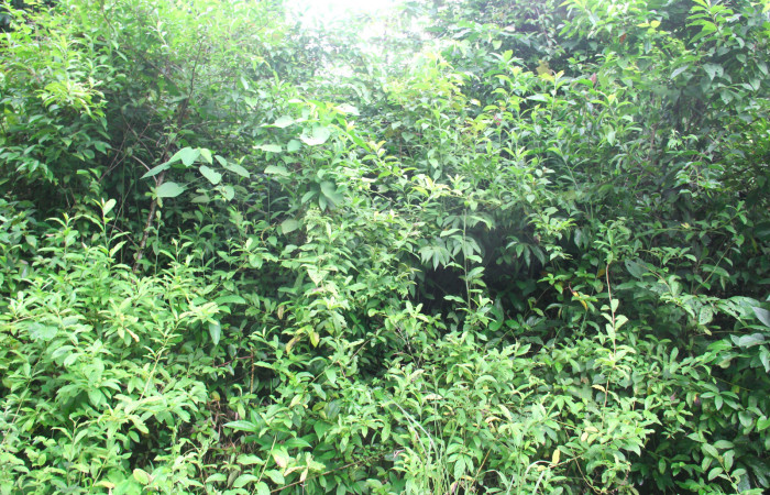 Fig.15. Planta hospedera de <i>Perigea agnonia</i>, <i>Lepidaploa tortuosa</i> (Asteraceae).