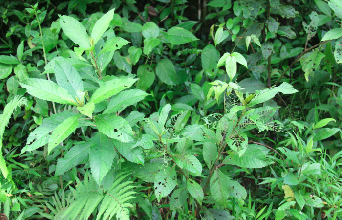 Fig.17. Planta hospedera de <i>Perigea agnonia</i>, <i>Lepidaploa patens</i> (Asteraceae).