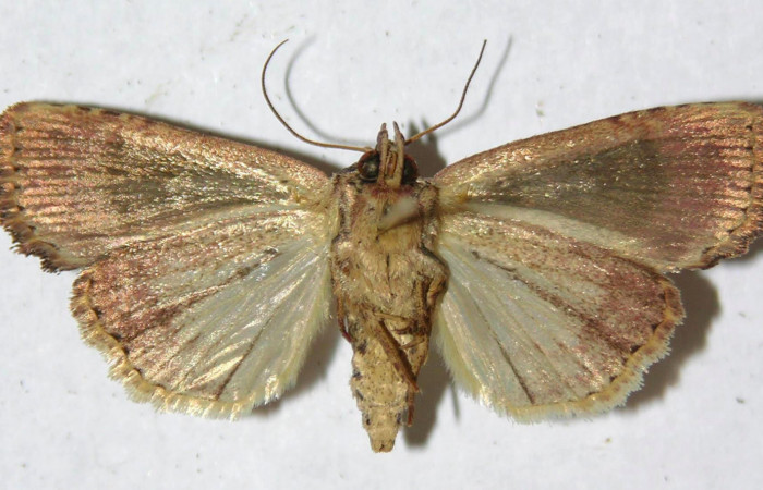 Fig.4. Adulto de <i>Perigea agnonia</i>. Macho 36mm de longitud vista ventral. Voucher : 11-SRNP-44757-DHJ595130.jpg.