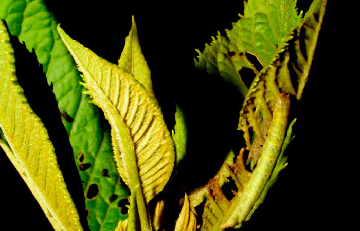 Fig.5. Larva de <i>Perigea agnonia</i>, en penúltimo estadío. Mide 18mm de longitud. Voucher : 07-SRNP-30438-DHJ418554.jpg.