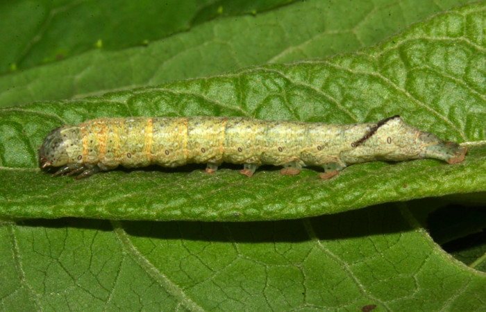 Fig.7. Larva de <i>Perigea agnonia</i>, en penúltimo estadío .  Mide 27mm de longitud. Voucher : 19-SRNP-30042-DHJ748610.jpg.