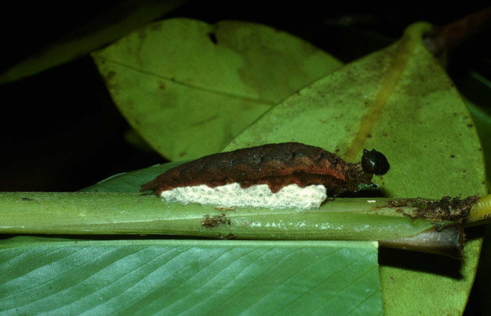 Fig. 16. Capullos <i>Cotesia</i> Whitfield11 (Braconidae), y <i>Pierella incanescens</i> (Nymphalidae), cuidando capullos como parte suya. (03-SRNP-8532-DHJ77909.jpg).