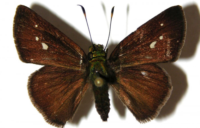 Fig. 12. <i>Psoralis</i> Janzen38 (Hesperiidae), adulto. Area de Conservación Guanacaste, Sector Cacao, Sendero Cima. Vista dorsal. (04-SRNP-35437-DHJ306276).