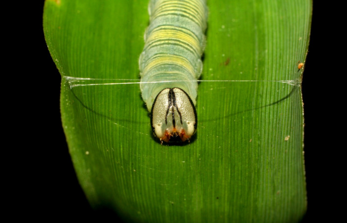Fig. 7. <i>Psoralis</i> Janzen38 (Hesperiidae), larva último estadio. Area de Conservación Guanacaste, Sector Cacao, Sendero Cima. Vista frontal. (06-SRNP-35200-DHJ413693.jpg).