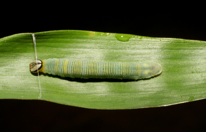 Fig. 11. <i>Psoralis</i> Janzen38 (Hesperiidae), larva último estadio. Area de Conservación Guanacaste, Sector Cacao, Sendero Cima. (06-SRNP-35200-DHJ413696.jpg).