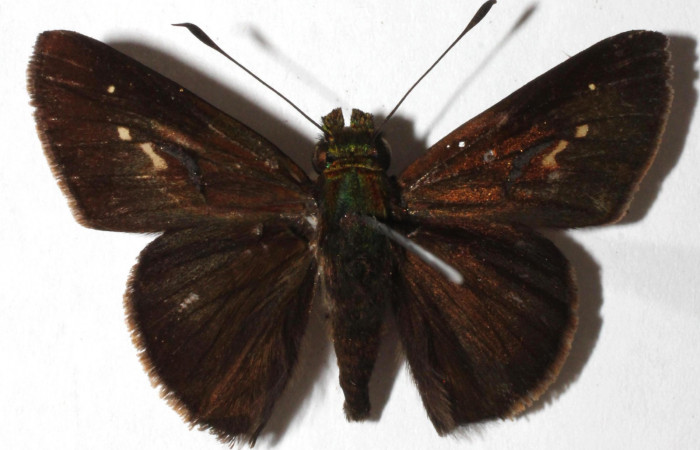 Fig. 2. <i>Psoralis</i> Janzen38 (Hesperiidae). Area de Conservación Guanacaste, Sector Cacao, Sendero Cima. Vista dorsal. (15-SRNP-35764-DHJ916538).