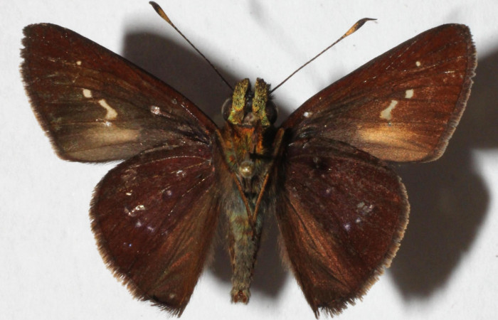 Fig. 3. <i>Psoralis</i> Janzen38 (Hesperiidae). Area de Conservación Guanacaste, Sector Cacao, Sendero Cima. Vista ventral. (15-SRNP-35764-DHJ916539).