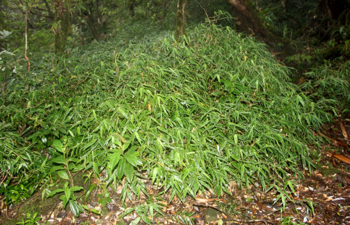 Fig. 19. <i>Rhipidocladum pittieri</i> familia Poaceae, de la subfamilia Bambusoideae, planta hospedera de <i>Psoralis</i> Janzen38 (Hesperiidae). Area de Conservación Guanacaste, Sector Cacao, Sendero Cima. Foto Parataxónoma Dunia Garcia. 08/21/2020.