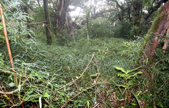 Fig. 20. Hábitat de <i>Rhipidocladum pittieri</i> familia Poaceae, de la subfamilia Bambusoideae, esta especie de zacate es bastante abundante en el soto bosque, en la parte alta del Volcan Cacao, a 1460 m.s.n.m. Area de Conservación Guanacaste, Sector Cacao, Sendero Cima. Foto Parataxónoma Dunia Garcia. 08/21/2020.