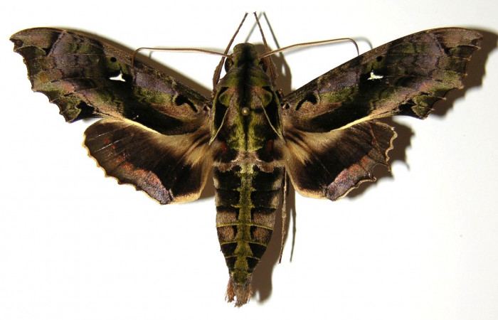 Fig. 01. Macho de <i>Hemeroplanes ornatus</i> (Sphingidae), vista dorsal, 80mm longitud. Voucher: 04-SRNP-60289-DHJ303094.jpg.