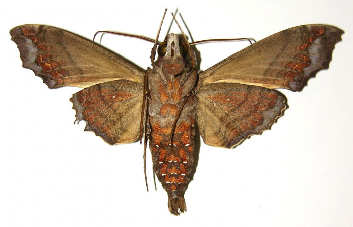 Fig. 02. Macho de <i>Hemeroplanes ornatus</i> (Sphingidae), vista ventral, 80mm longitud. Voucher: 04-SRNP-60289-DHJ303095.jpg.