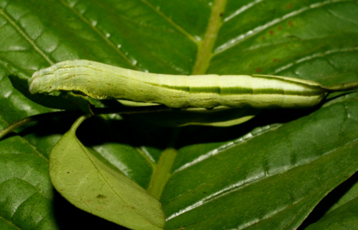 Fig. 04. Larva de <i>Hemeroplanes ornatus</i> (Sphingidae), vista dorsal, penúltimo estadío, 40mm longitud. Voucher: 09-SRNP-73021-DHJ465625.jpg.