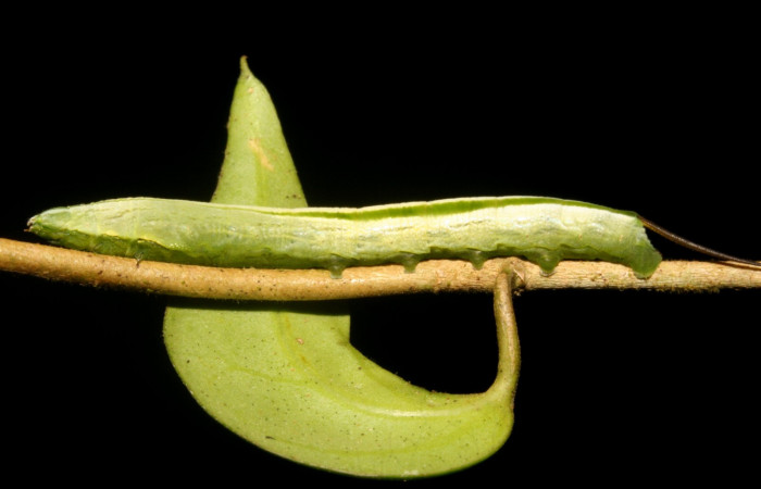 Fig. 06. Larva de <i>Hemeroplanes ornatus</i> (Sphingidae), vista lateral, penúltimo estadío, 40mm longitud. Voucher: 10-SRNP-43768-DHJ478471.jpg.