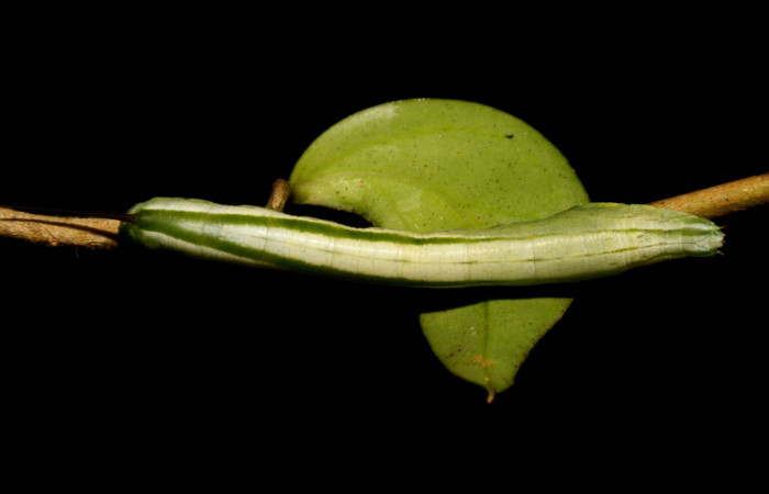 Fig. 08. Larva de <i>Hemeroplanes ornatus</i> (Sphingidae), vista dorsal, penúltimo estadío, 40mm longitud. Voucher: 10-SRNP-43768-DHJ478474.jpg.