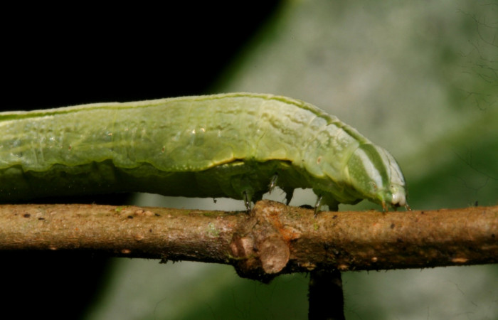 Fig. 09. Larva de <i>Hemeroplanes ornatus</i> (Sphingidae), vista lateral del torax, penúltimo estadío, 40mm longitud. Voucher: 10-SRNP-43768-DHJ478480.jpg.