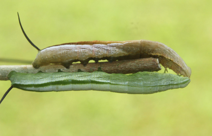 Fig. 11. Larvas de <i>Hemeroplanes ornatus</i> (Sphingidae), vista lateral, penúltimo estadío, 40mm longitud. Voucher: 15-SRNP-71192-DHJ727604.jpg.