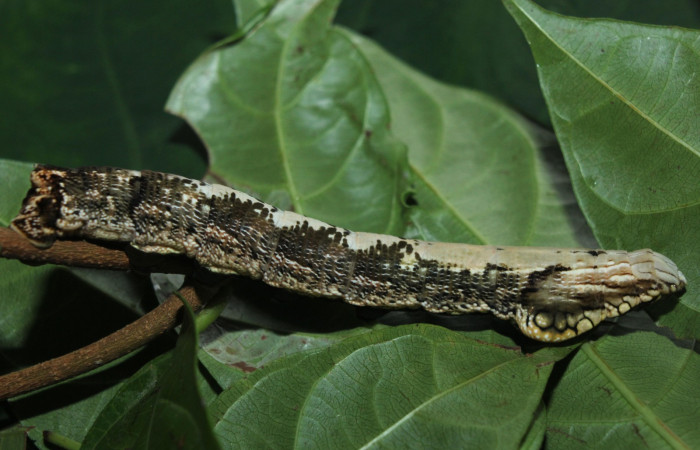 Fig. 12. Larva de <i>Hemeroplanes ornatus</i> (Sphingidae), vista lateral, último estadío, 76mm longitud. Voucher: 15-SRNP-71192-DHJ727614.jpg.