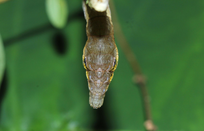 Fig. 13. Larva de <i>Hemeroplanes ornatus</i> (Sphingidae), vista ventral torax, penúltimo estadío, 37mm longitud. Voucher: 15-SRNP-71192-DHJ727608.jpg.