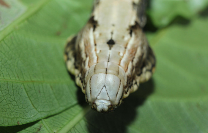 Fig. 14. Larva de <i>Hemeroplanes ornatus</i> (Sphingidae), vista dorsal torax, último estadío, 76mm longitud. Voucher: 15-SRNP-71192-DHJ727612.jpg.