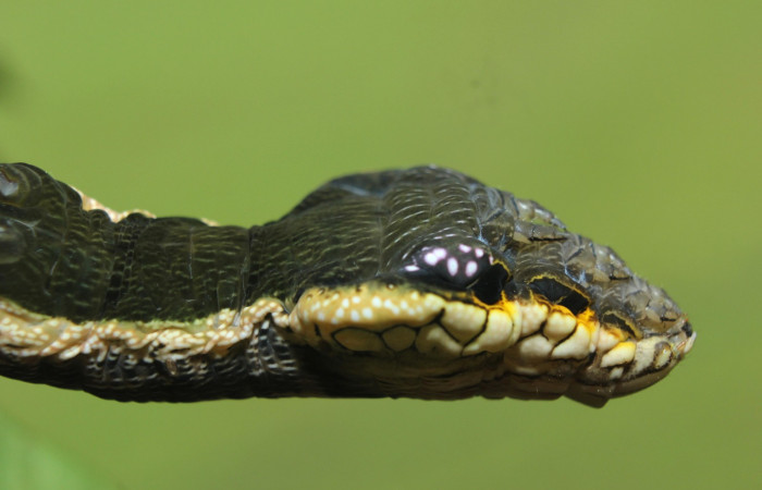 Fig. 16. Larva de <i>Hemeroplanes ornatus</i> (Sphingidae), vista lateral torax, último estadío, 76mm longitud. Voucher: 15-SRNP-71192-DHJ727617.jpg.