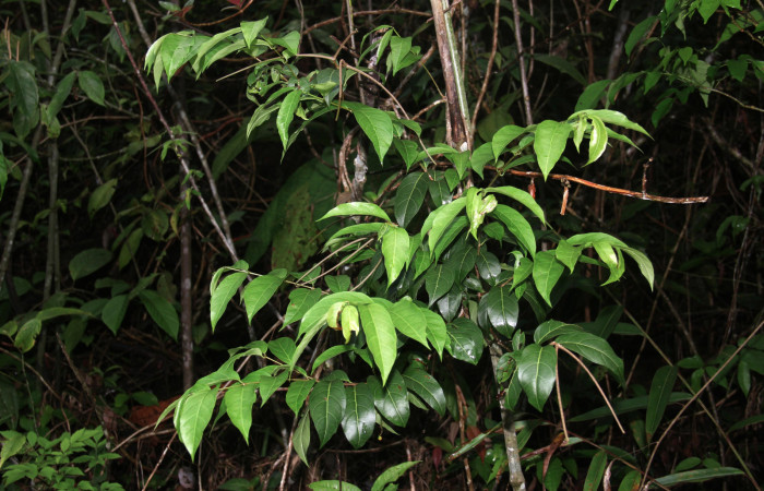 Fig. 17. Hábito de <i>Forsteronia spicata</i> planta hospedera de <i>Hemeroplanes ornatus</i>.