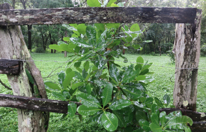 Fig. 12 Planta <i>Anacardium occidentale</i>, (introducido), (Anacardiaceae), hospedera de la larva <i>Paectes fuscescens</i>, (Euteliidae). Sector Mundo Nuevo. Foto Elieth cantillano. 24 Agosto 2020.