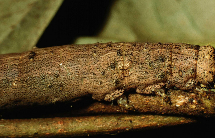 Fig.10 Vista lateral frontal de <i>Acanthodica sinuilinea</i>  (Erebidae), se colectó 23 julio 1998, Sector Pailas, Estación Pailas, 785mts.(98-SRNP-10444-DHJ47055.jpg)