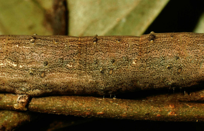 Fig.11 Vista central de <i>Acanthodica sinuilinea</i>  (Erebidae), se colectó 23 julio 1998, Sector Pailas, Estación Pailas, 785mts. (98-SRNP-10444-DHJ47057.jpg).