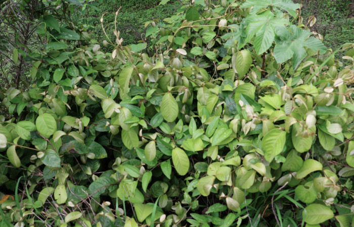 Fig.13 Planta <i>Heteropterys obovata</i>, (Malphigiaceae), hospedera de la <i>Acanthodica albiplena</i> y <i>Acanthodica sinuilinea</i>, (Erebidae), Sector Mundo Nuevo, Estación Biologica La Perla. Foto. Elieth Cantillano, 22 junio 2020.