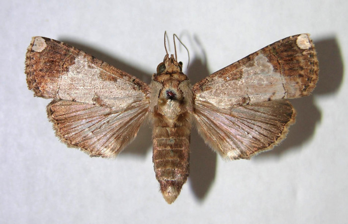 Fig.3 Vista dorsal, macho <i>Acanthodica sinuilinea</i> (Erebidae), eclosionó 24 Diciembre 1995, Sector Santa Rosa, Bosque Húmedo, 290mts.(95-SRNP-11160-DHJ365478.jpg).