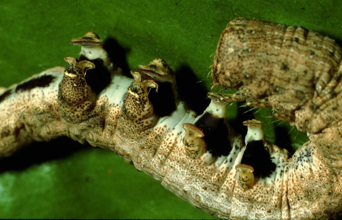 Fig.5 Vista  lateral de <i>Acanthodica albiplena</i> (Erebidae), se colectó 13 Enero 1995, Sector Santa Rosa, Bosque Húmedo, 290mts. (95-SRNP-181-DHJ21359.jpg.jpg