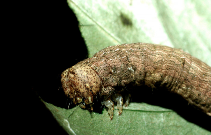 Fig.6 Vista  frontal de <i>Acanthodica albiplena</i> (Erebidae) se colectó 15 junio 2009, Sector Pailas, Sendero Fumarolas, 785mts.(09-SRNP-56485-DHJ457048.jpg)