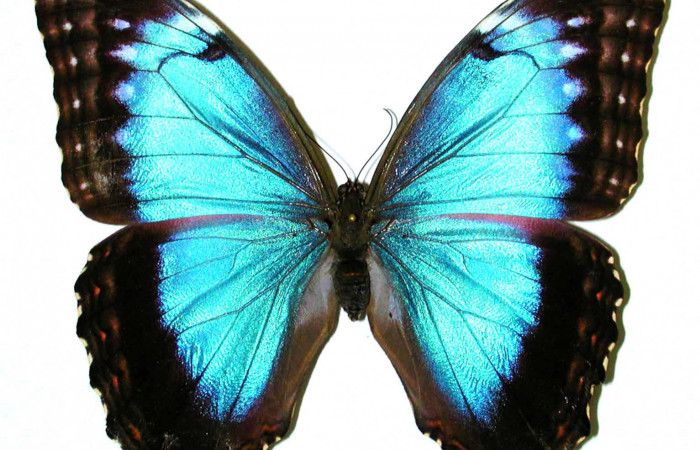 Fig 1. Vista dorsal hembra <i>Morpho helenor</i> (Nymphalidae)  mide 98mm. Sendero Toma Agua, Sector Cacao,1140m. 98-SRNP-3337-DHJ35110.