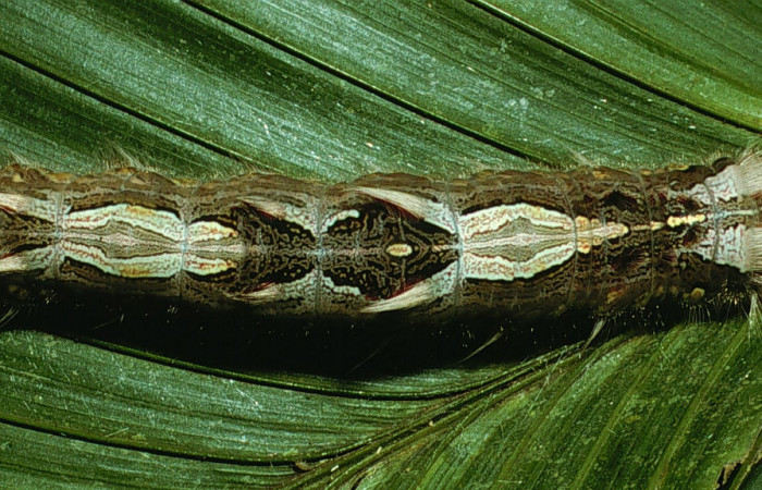 Fig 10 . Larva ultimo Vista dorsal <i>Morpho helenor</i> (Nymphalidae) mide 98mm Sendero Ponderosa Sector Cacao 1060m. 03-SRNP-3015-DHJ71971.