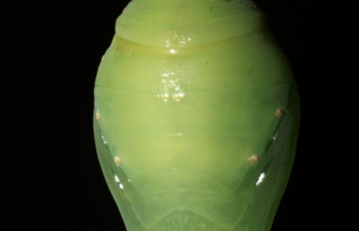  Fig 13 . Pupa vista dorsal de <i>Morpho helenor</i>  (Nymphidae), mide 98mm Bosque Húmedo Sector Santa Rosa 290m. 12-SRNP-12003-DHJ497904.