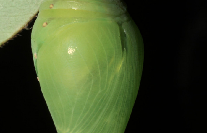 Fig 14 . Pupa vista lateral <i>Morpho helenor</i> (Nymphidae), mide 98mm Bosque Húmedo Sector Santa Rosa 290m. 12-SRNP-12003-DHJ497903.