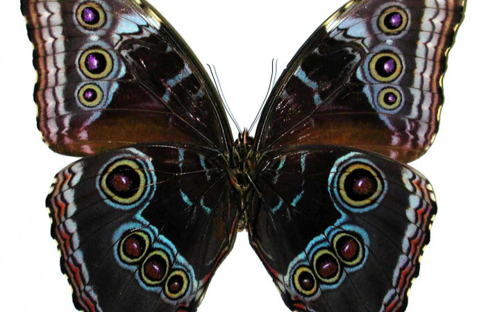 Fig 4. Vista ventral macho <i>Morpho helenor</i>(Nymphalidae) mide 98mm Sendero Nayo Sector Cacao 1140m. 97-SRNP-1574-DHJ35113.