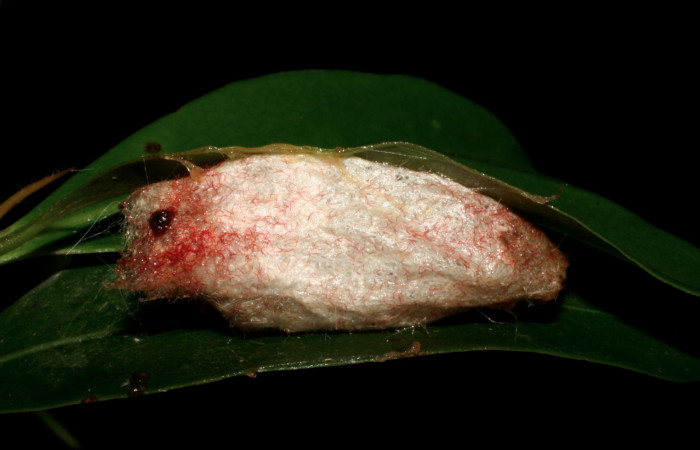 Figura 4. Capullo de <i>Euglyphis jessiehillae</i> (Lasiocampidae), vista lateral, localidad Sendero Derrumbe, Sector Cacao ACG (1220m). Voucher: 05-SRNP-35318-DHJ406150.jpg.
