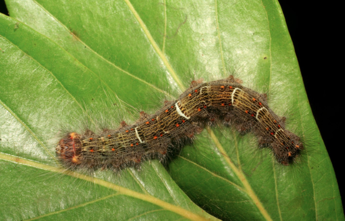 Figura 15. Larva <i>Euglyphis lepta</i> (Lasiocampidae), último estadío (U) vista dorsal, localidad Estación Biológica Pitilla, Sector Pitilla ACG (675m). Voucher: 06-SRNP-34880-DHJ416633.jpg.