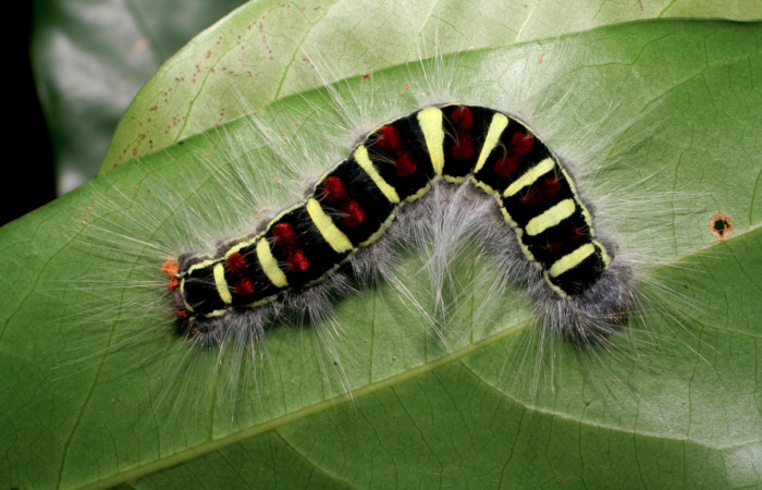Figura 3. Larva <i>Euglyphis jessiehillae</i> (Lasiocampidae), último estadío (U) vista dorsal, localidad Estación Biológica Cacao, Sector Cacao ACG (1150m). Voucher: 06-SRNP-35213-DHJ413713.jpg.