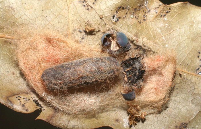 Figura 11. Capullo de parásito <i>Diradops</i> nishidaiDHJ02 (Ichneumonidae) que ataca <i>Euglyphis jessiehillae</i> (Lasiocampidae), localidad Sendero Derrumbe, Sector Cacao ACG (1220m). Voucher: 06-SRNP-35852-DHJ447783.jpg.