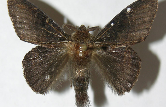 Figura 6. Adulto de <i>Euglyphis jessiehillae</i> (Lasiocampidae), macho vista dorsal, localidad Vado Agria, Sector Mundo Nuevo ACG (560m). Voucher: 08-SRNP-57379-DHJ501348.jpg.