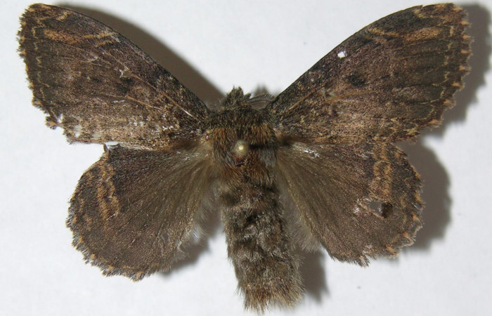 Figura 8. Adulto de <i>Euglyphis jessiehillae</i> (Lasiocampidae), hembra vista dorsal, localidad Vado Agria, Sector Mundo Nuevo ACG (560m). Voucher: 08-SRNP-57448-DHJ501340.jpg.