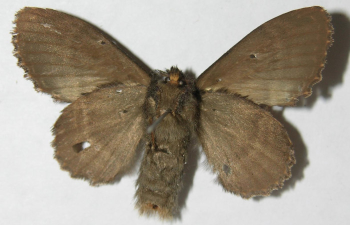 Figura 9. Adulto de <i>Euglyphis jessiehillae</i> (Lasiocampidae), hembra vista ventral, localidad Vado Agria, Sector Mundo Nuevo ACG (560m). Voucher: 08-SRNP-57448-DHJ501341.jpg.