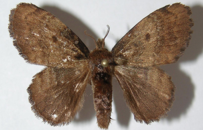 Figura 16. Adulto de <i>Euglyphis lepta</i> (Lasiocampidae), vista dorsal, localidad Sendero Naciente, Sector Pitilla ACG (700m). Voucher: 09-SRNP-31766-DHJ516380.jpg.